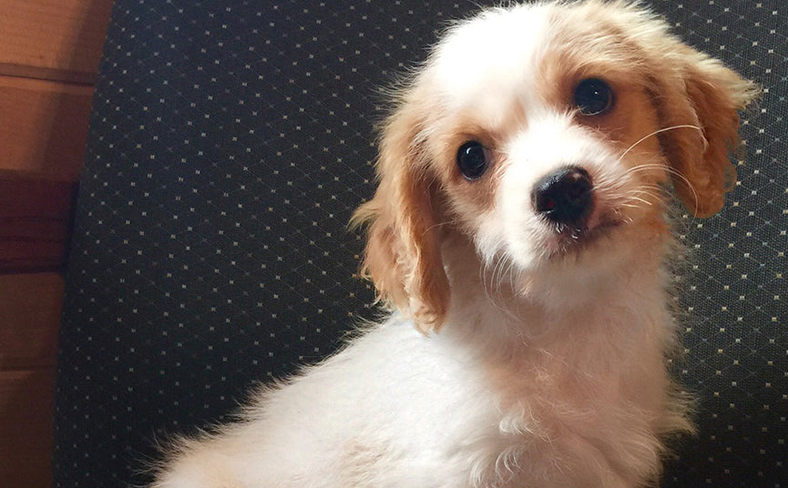 Everything You Need to Know about the Cavachon