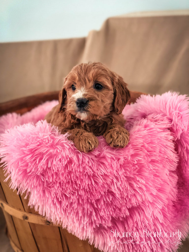 F1 vs F1B Hybrid Doodles? What Does it Mean?