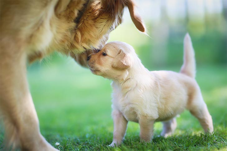 How To Introduce A New Puppy To Your Current Dog(s) At Home