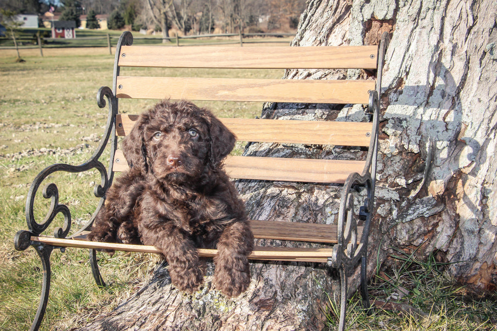 That Doggy in the Window: Ohio Puppies for Sale Here