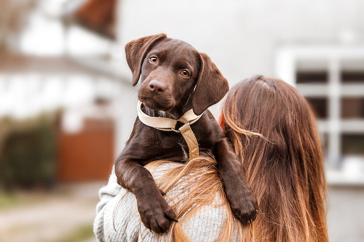 Tips For Bringing Your New Puppy Home