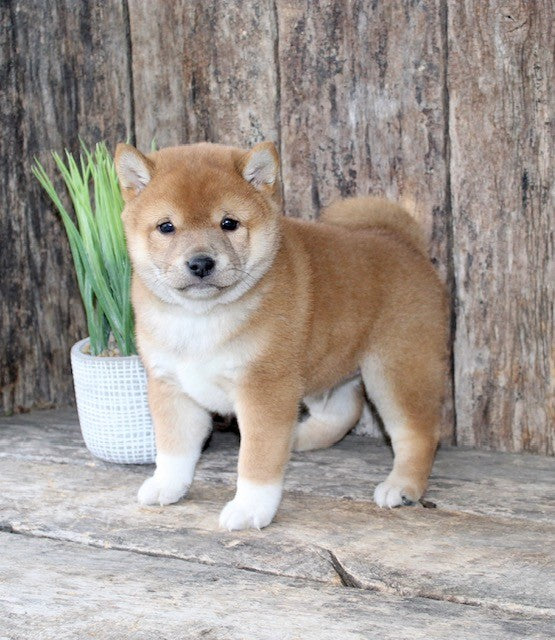 shiba Shiba Inu Puppies for Sale | spoiled pets rus