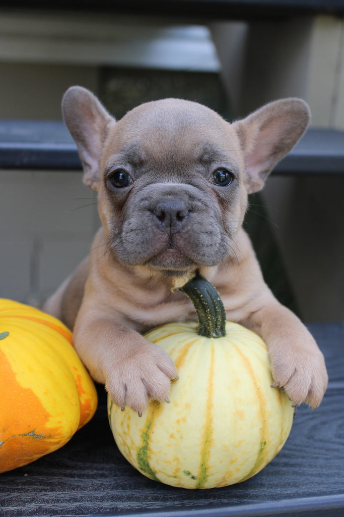 Akc french bulldog puppies best sale