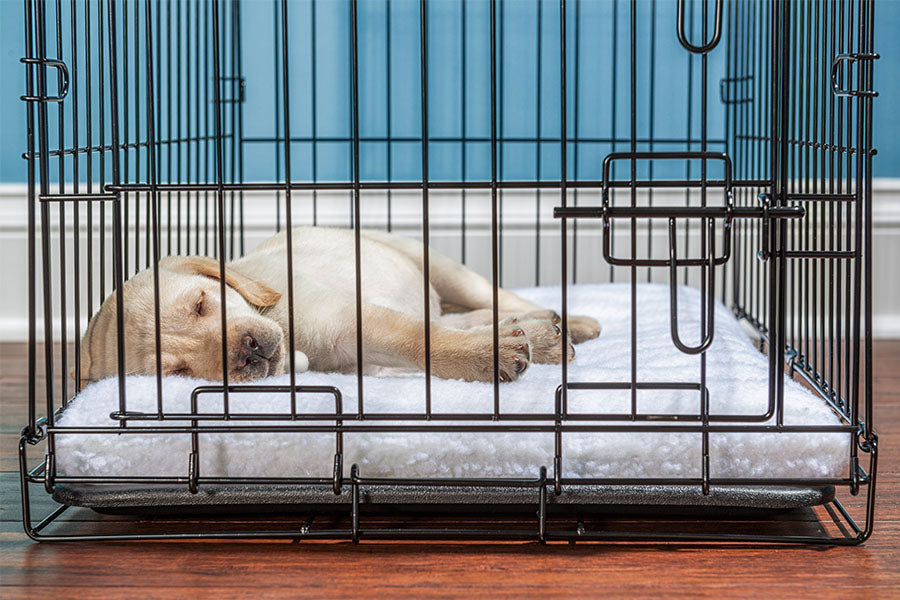Crate Train a Puppy