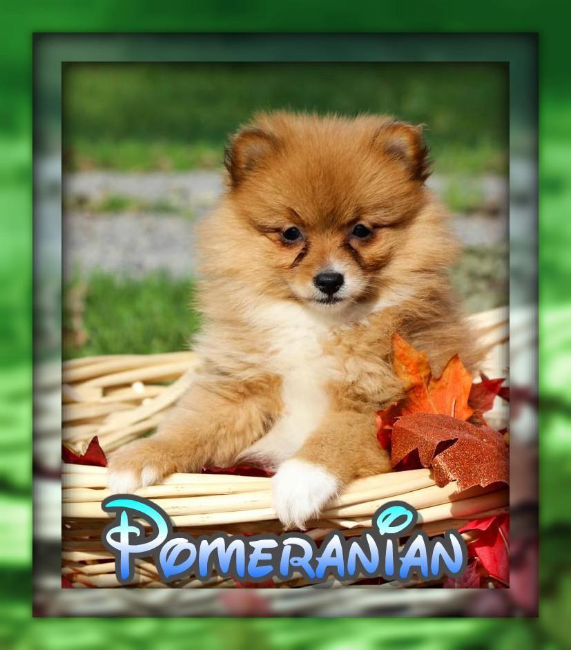 Pomeranian