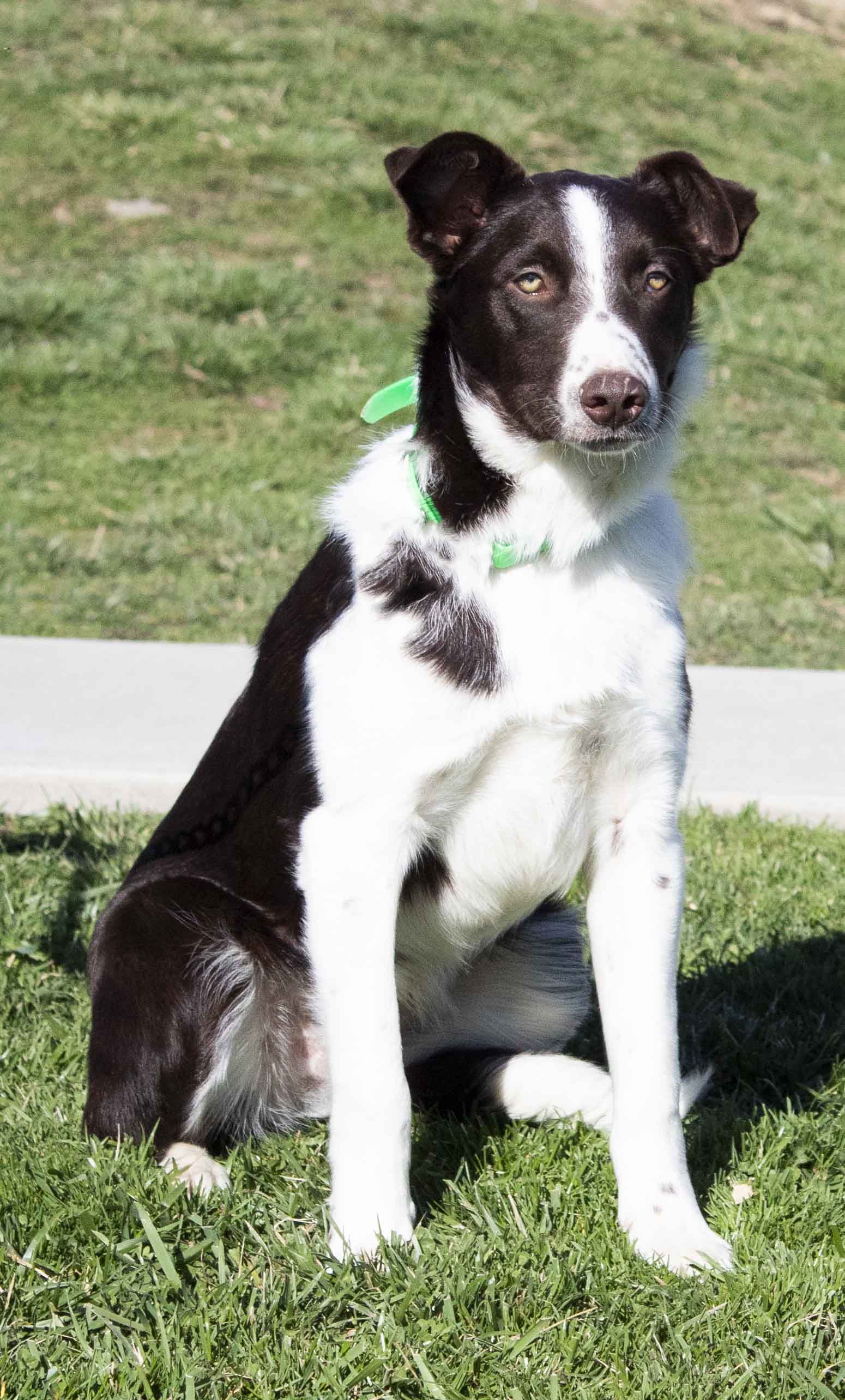 Border Collie