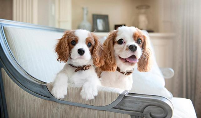 Cavalier King Charles Spaniel