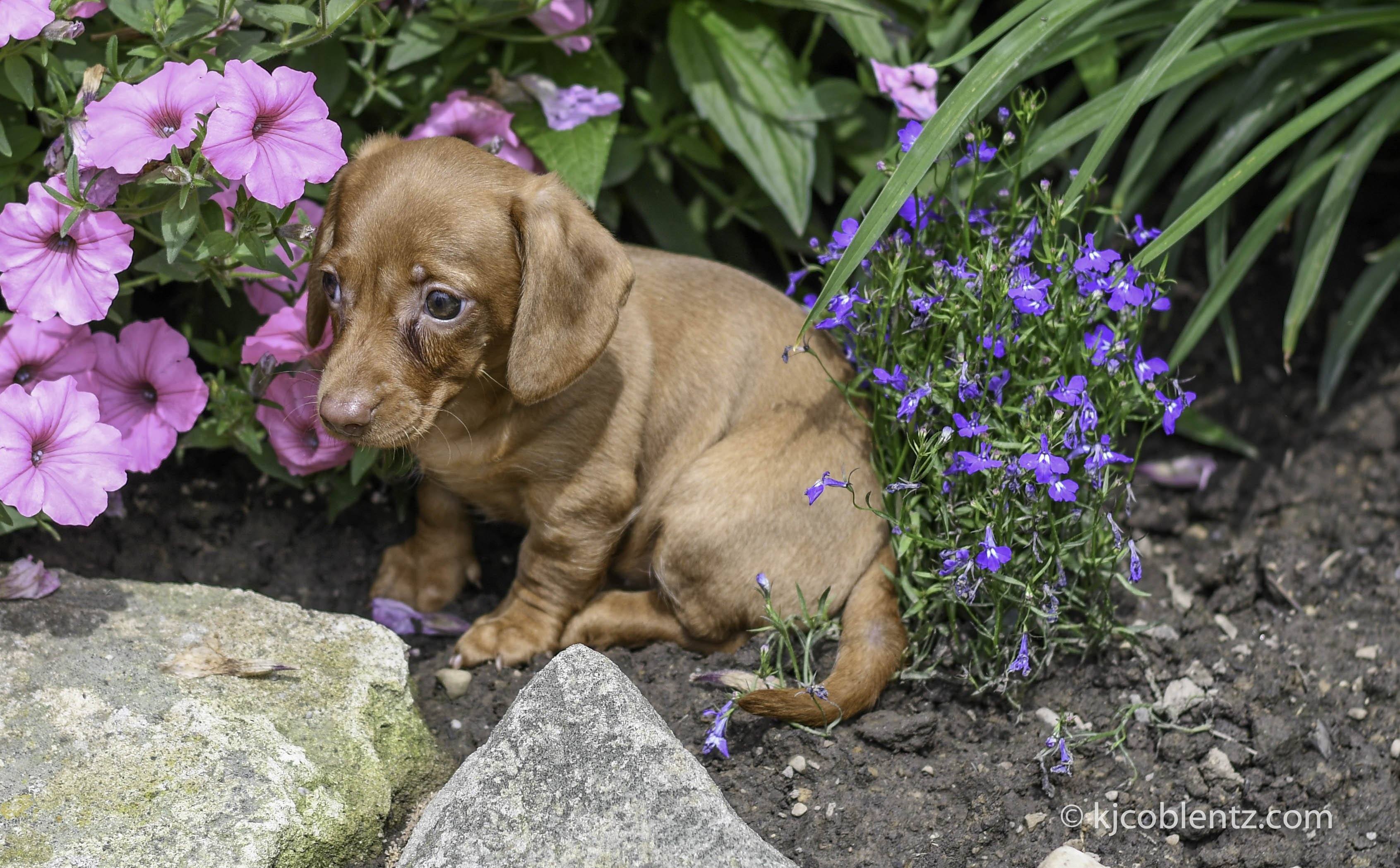 Mini Dachshund