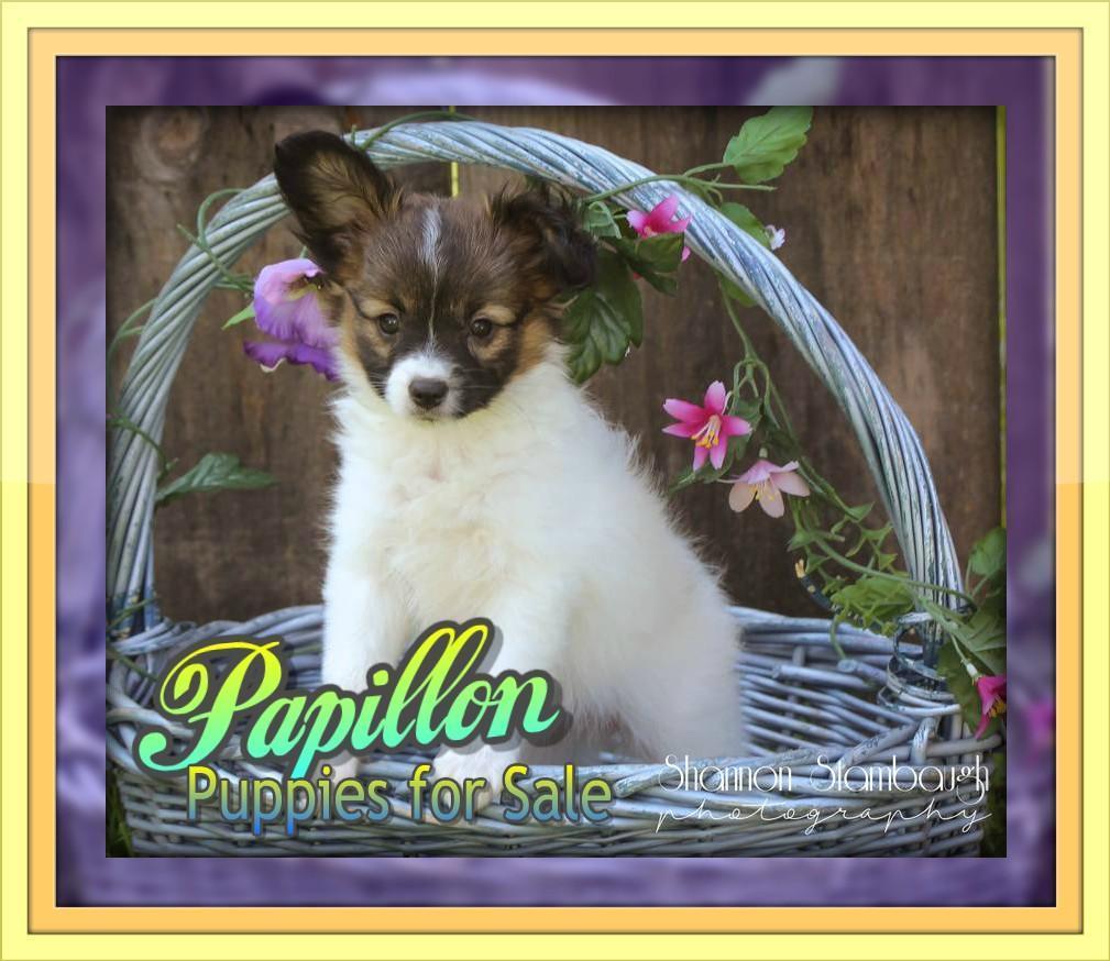 Papillon