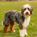Aussiepoo