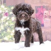 Portuguese Water Dog