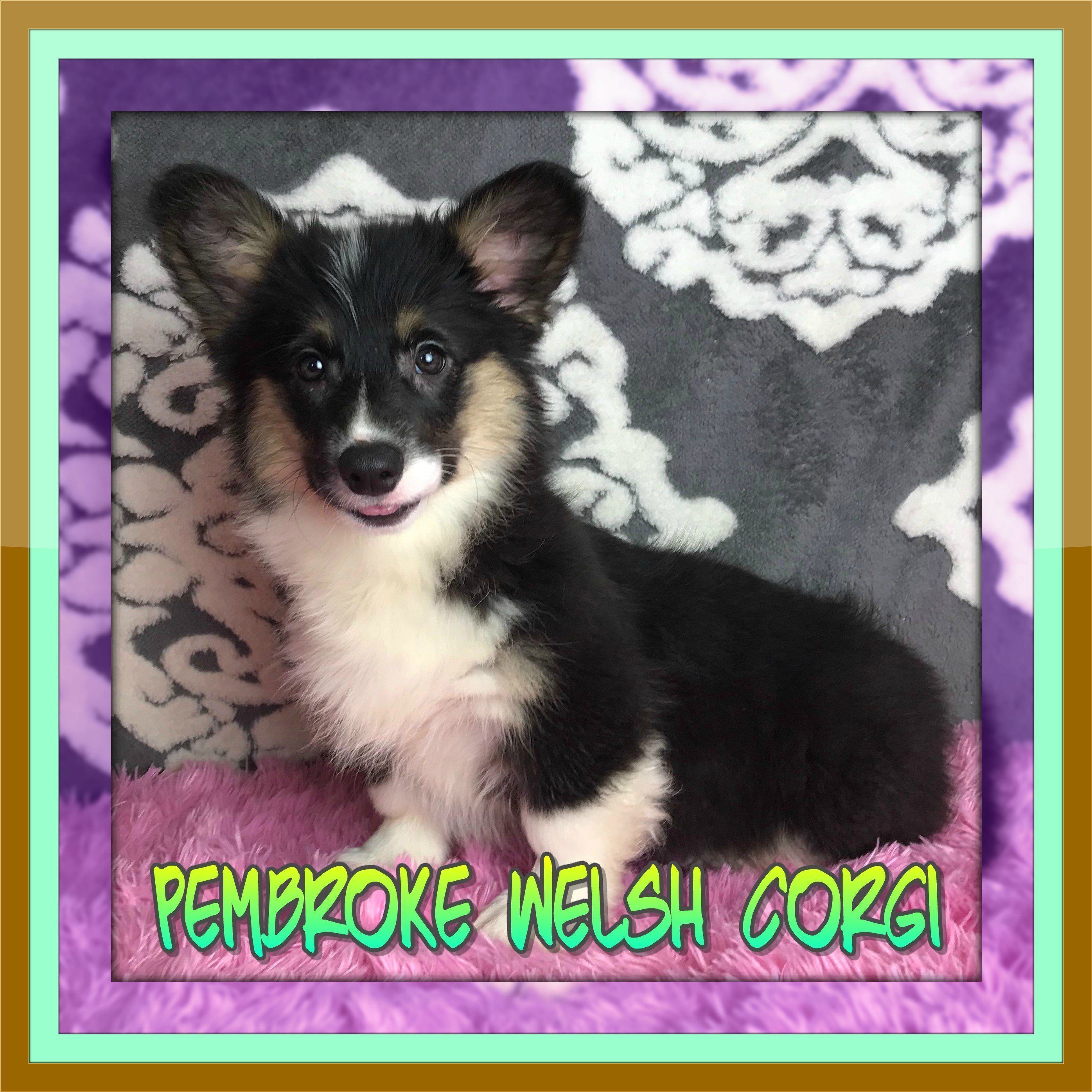 Pembroke Welsh Corgi