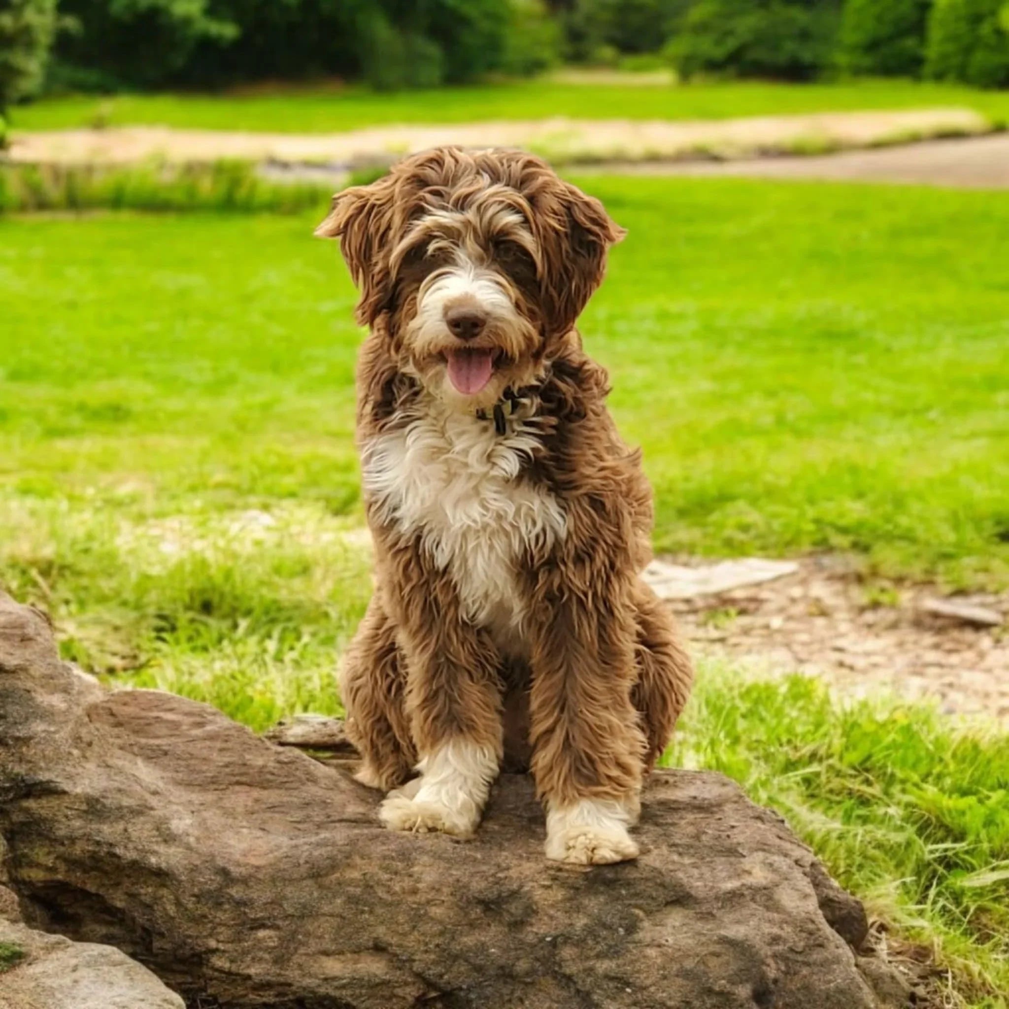 Toy Aussiepoo