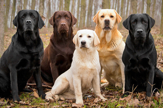 Labrador Retriever