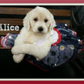 Labradoodle