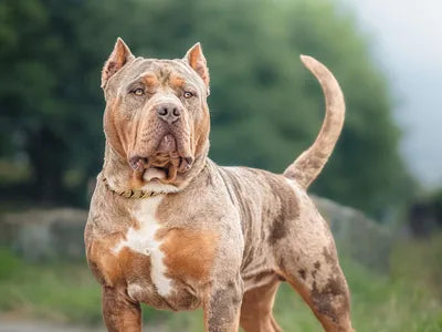American Bully