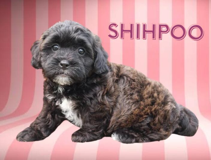 Shihpoo