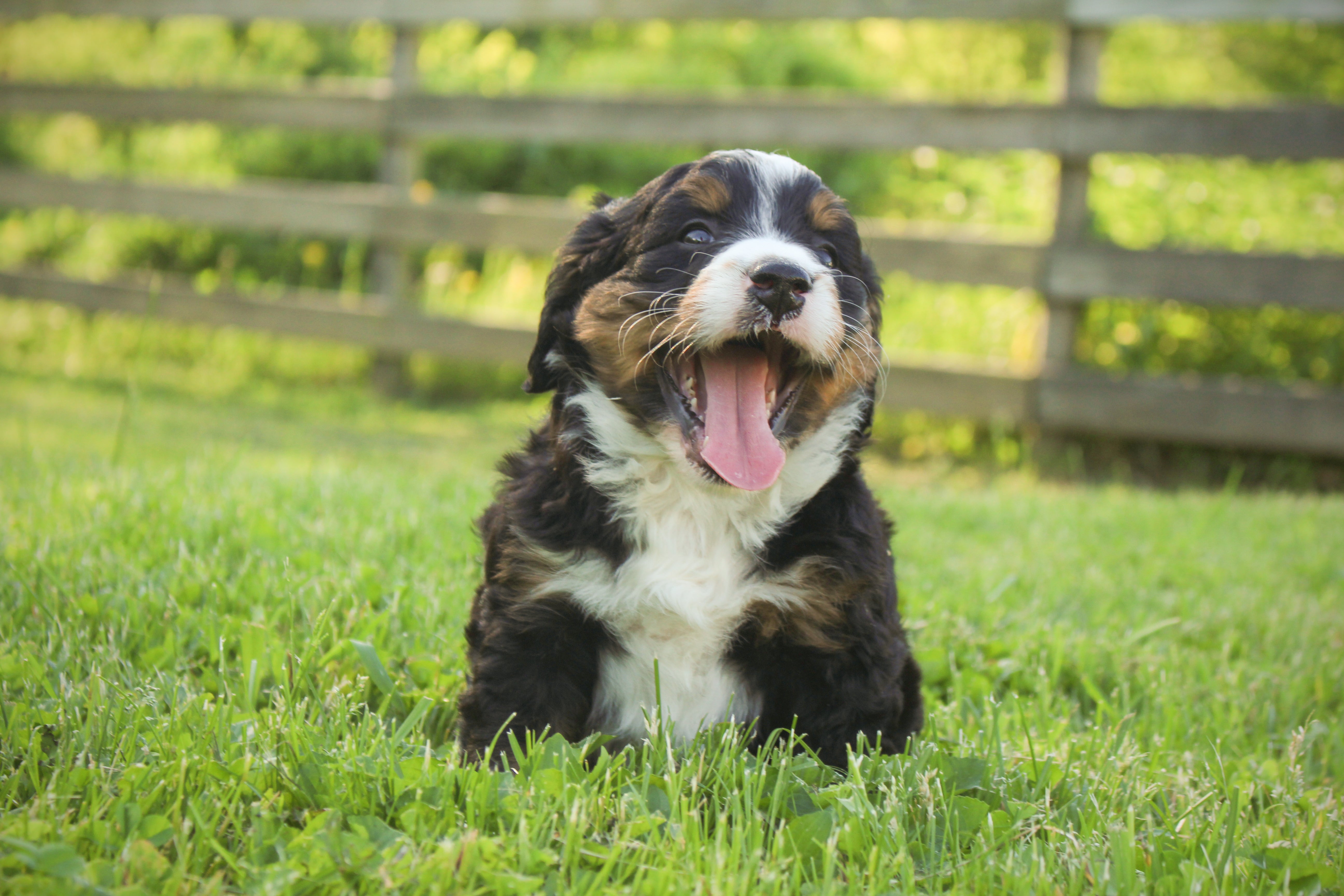 Mini Bernedoodle