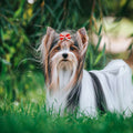 Biewer Terrier