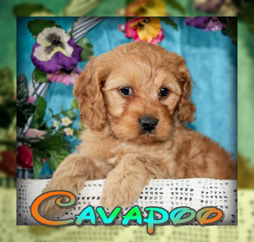 Cavapoo