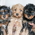 Cavapoo