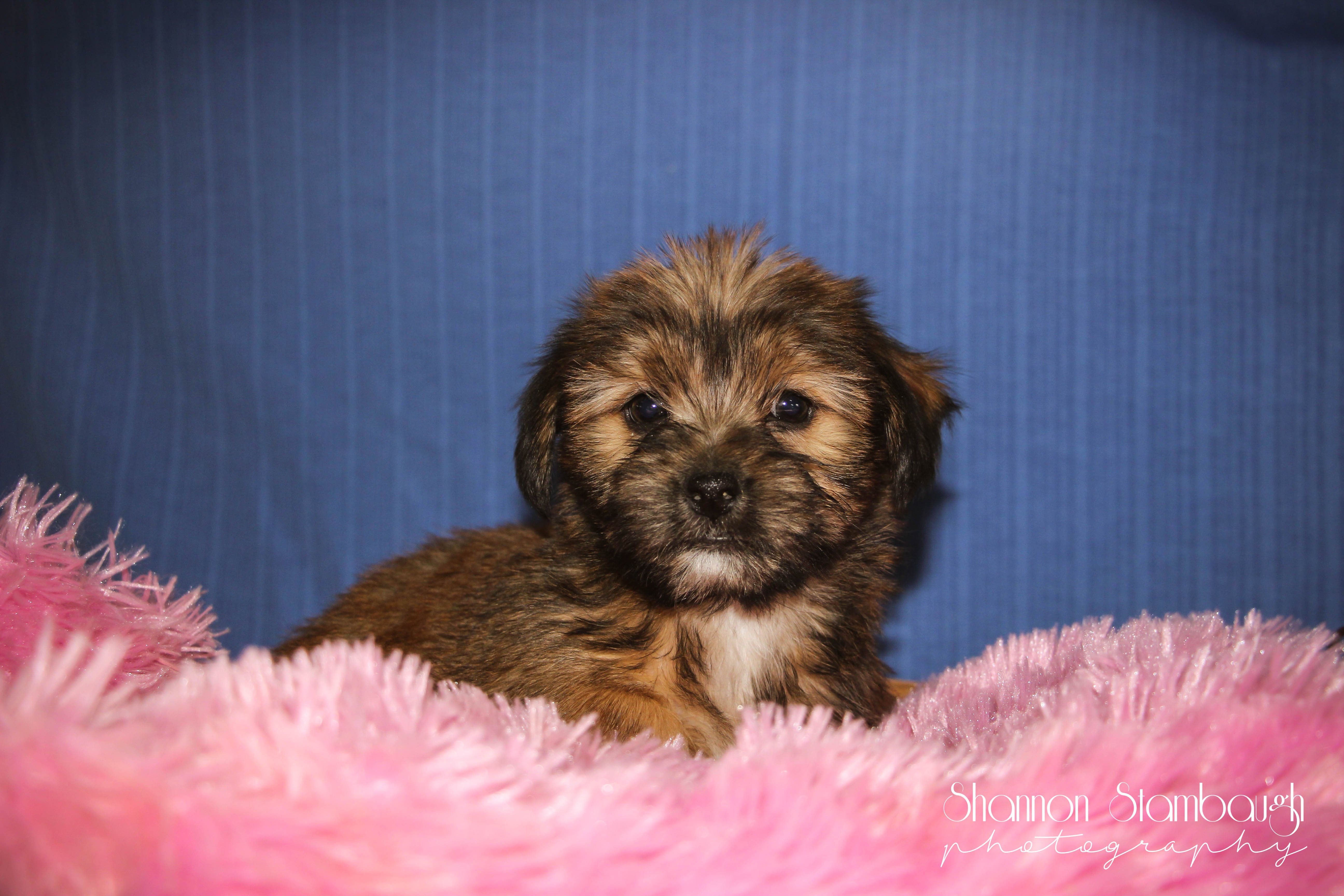 Shorkie Puppies For Sale