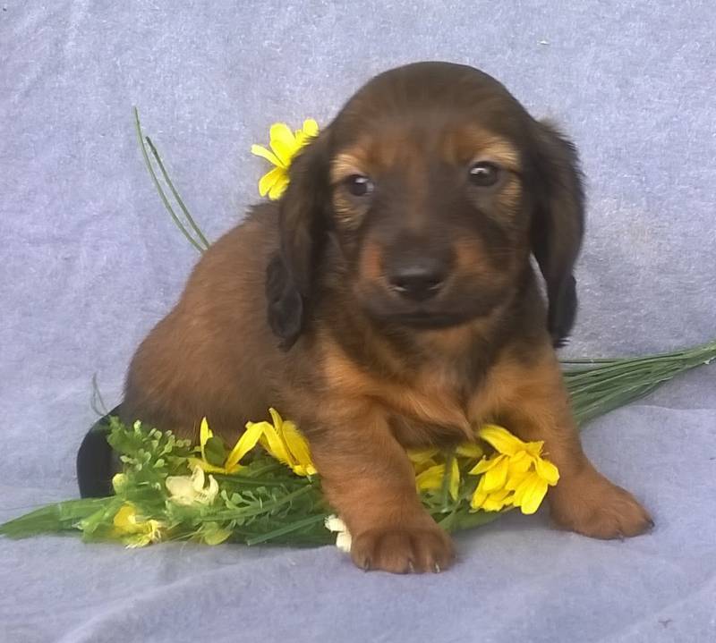 Dachshund