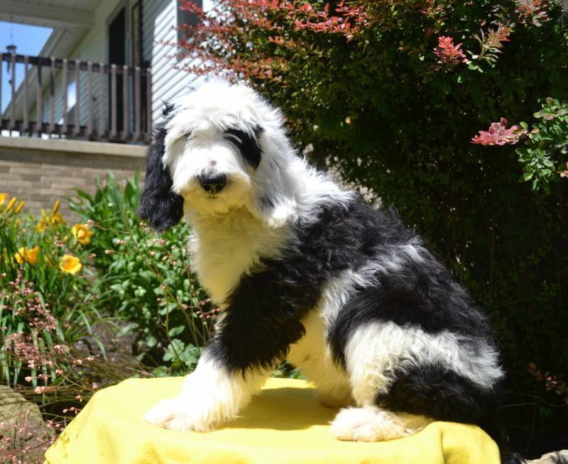 Sheepadoodle