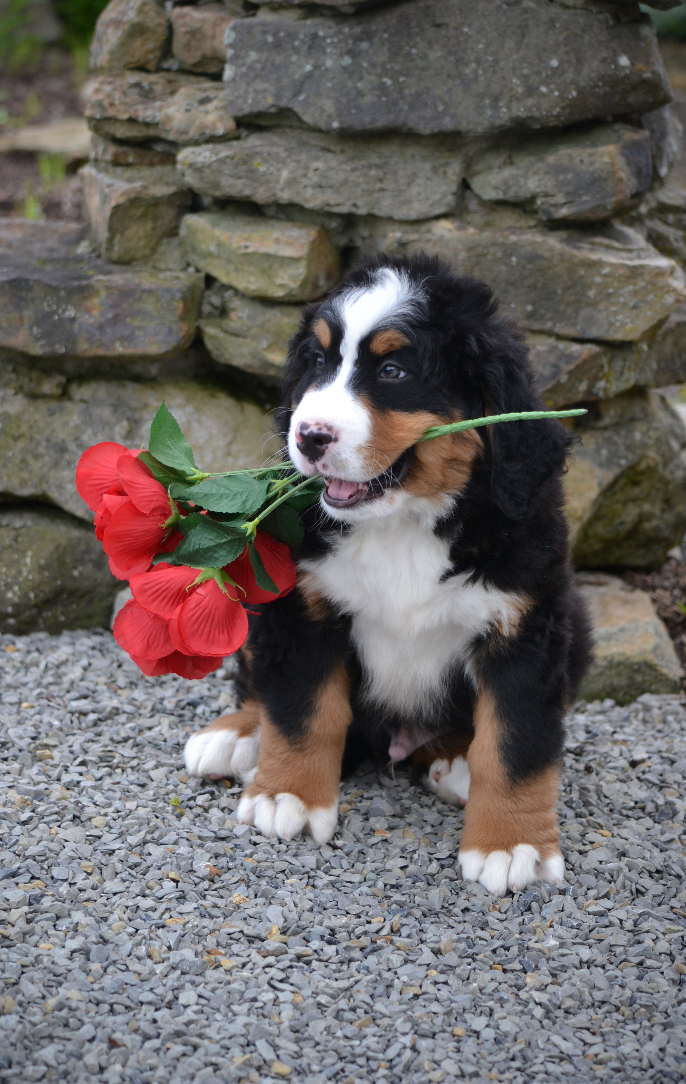 Bernese Mountain Dog