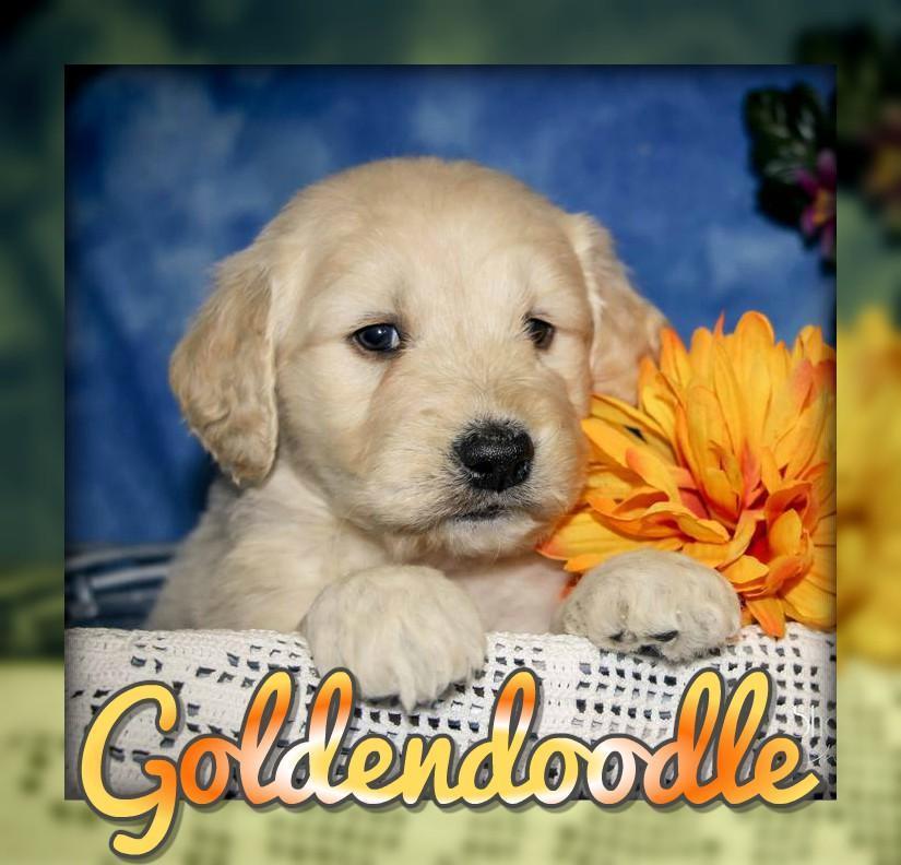 Goldendoodle