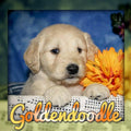 Goldendoodle