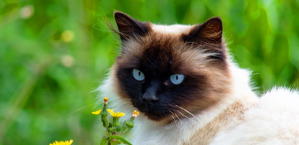 Snowshoe Siamese