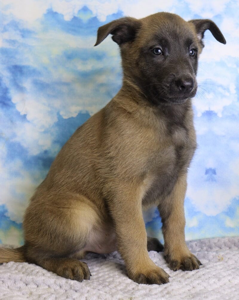 Belgian Malinois