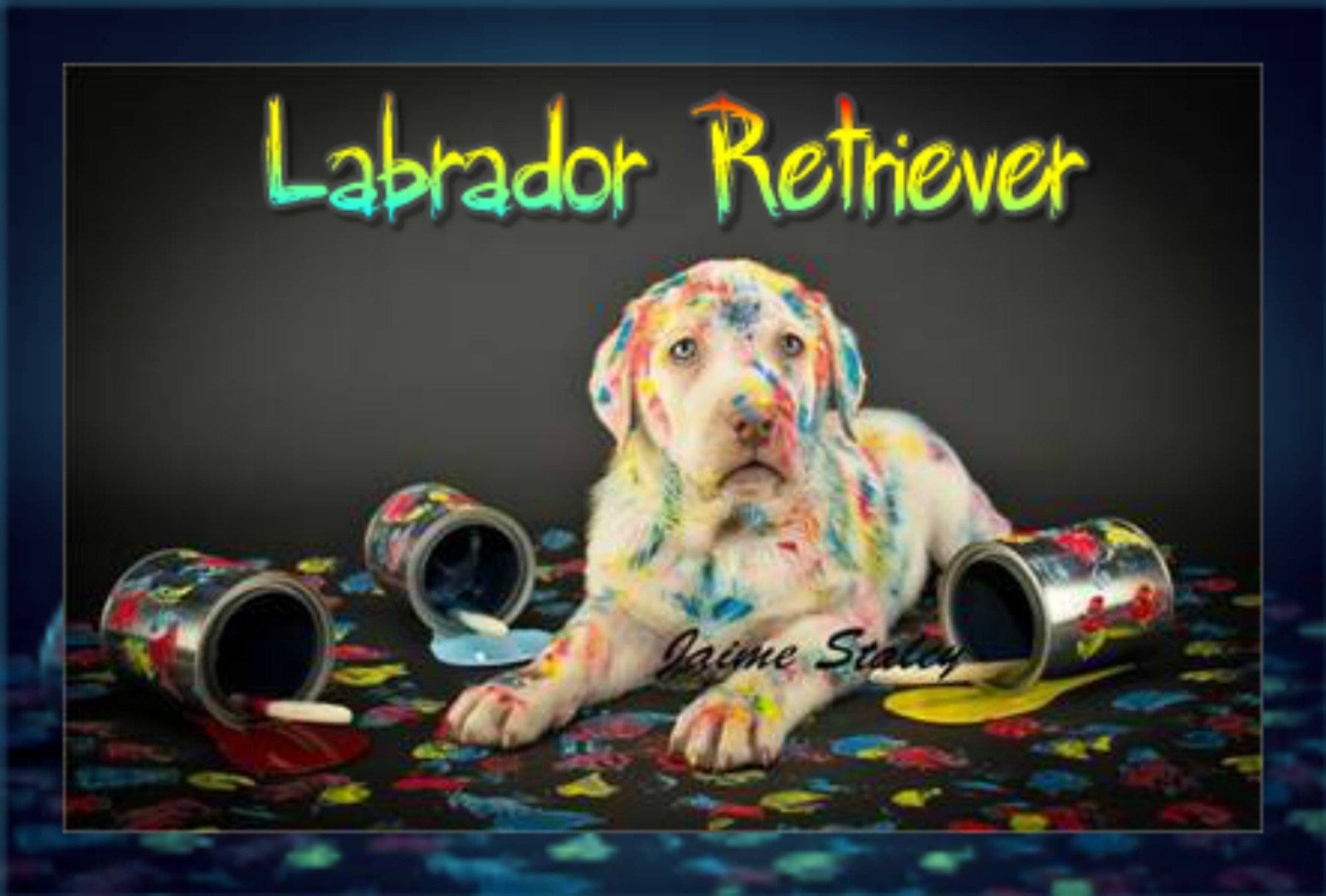 Labrador Retriever