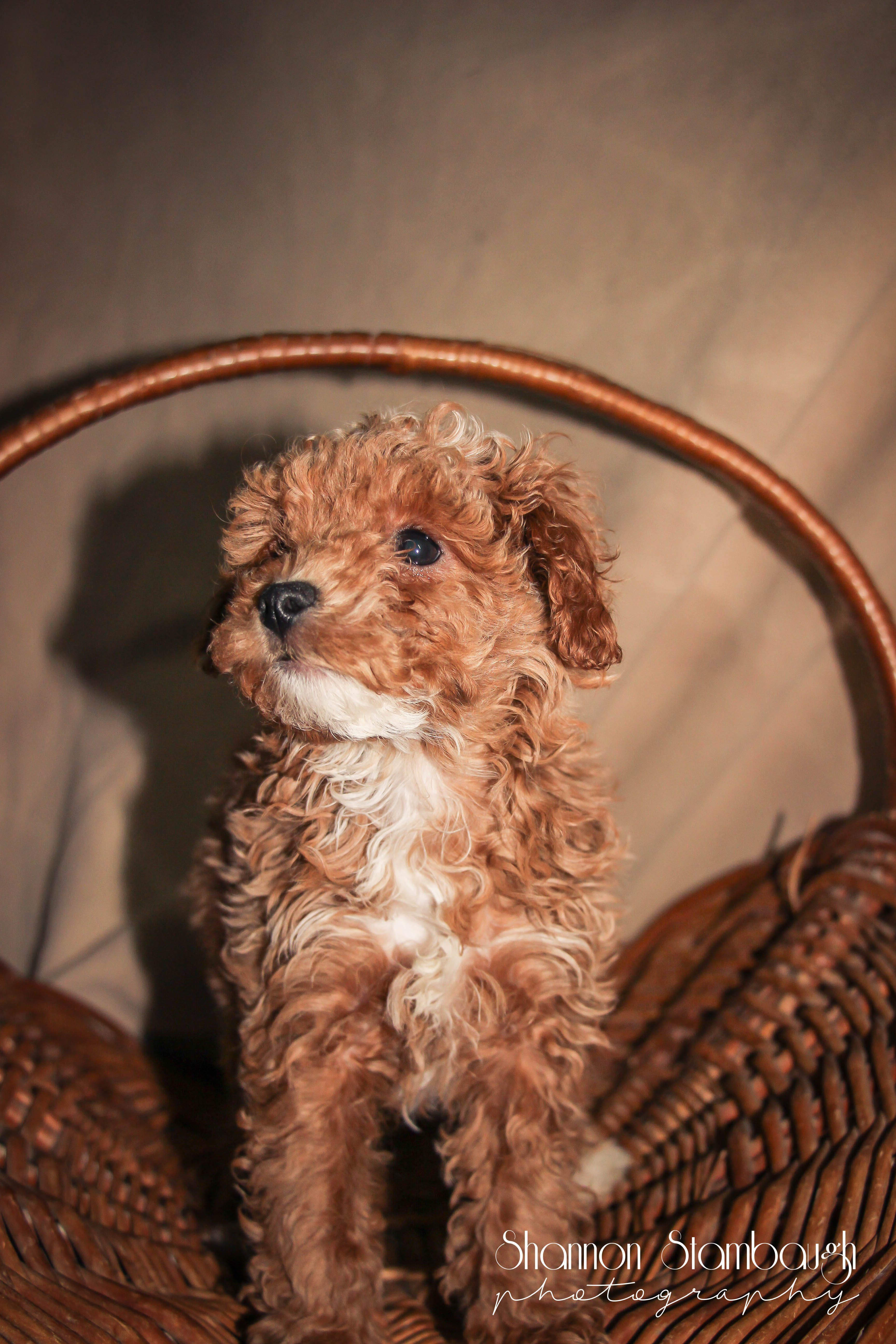 Toy Poodle