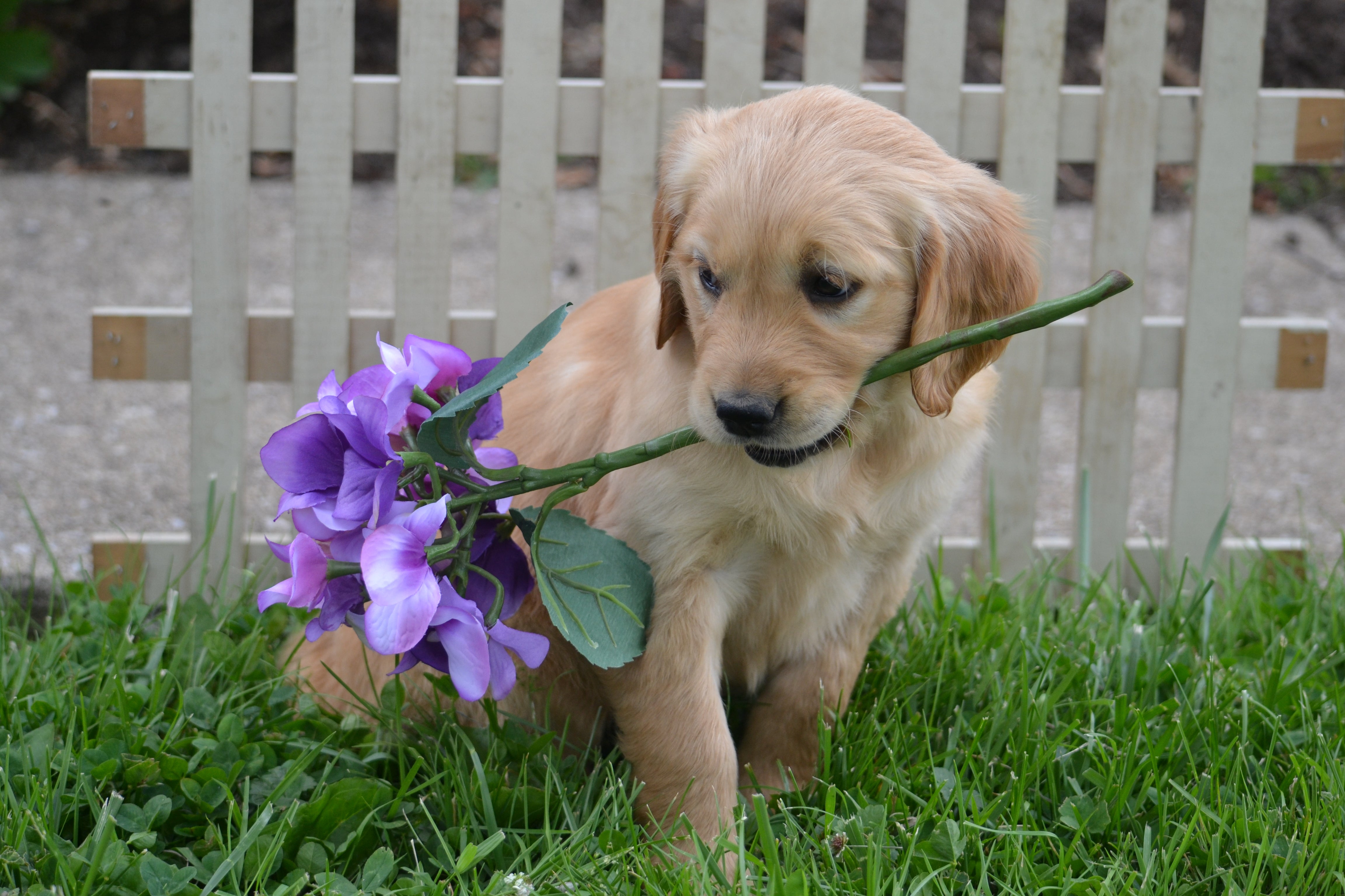 Golden Retriever