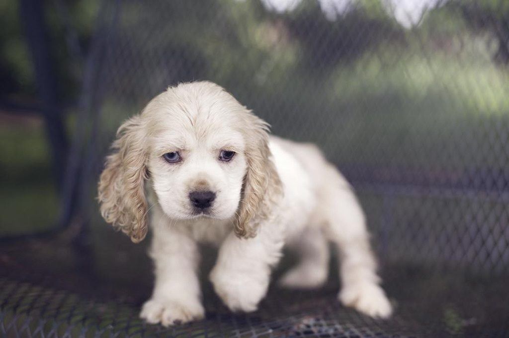 Cocker Spaniel