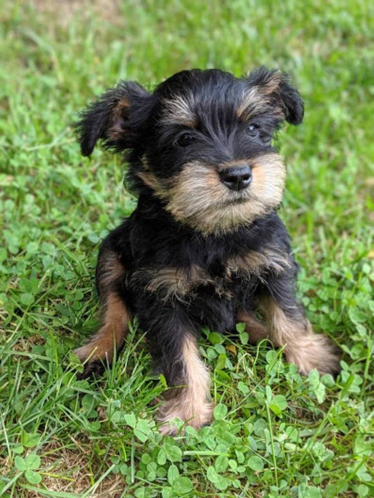Mini Schnauzer