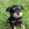 Mini Schnauzer