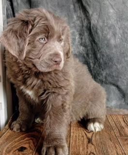 Newfoundland Mix