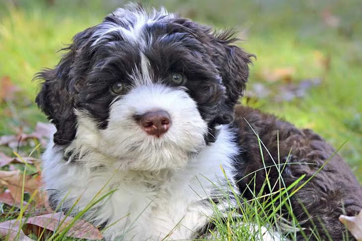 Portuguese Water Dog