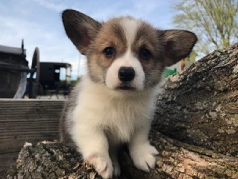 Pembroke Welsh Corgi