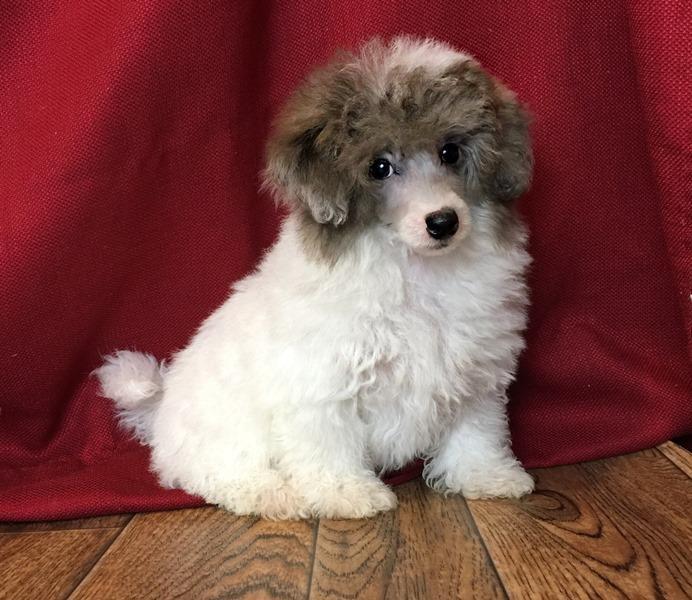 Mini Poodle