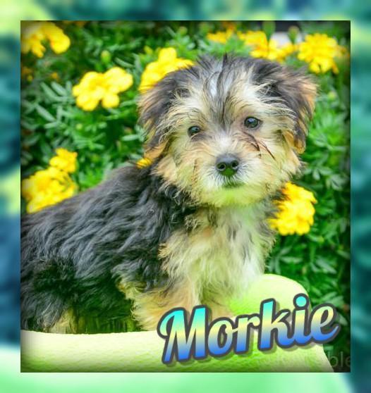 Morkie