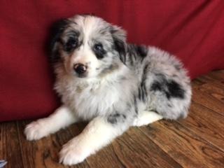 Miniature Australian Shepherd