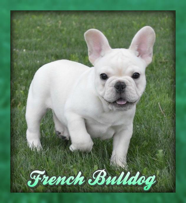 French Bulldog