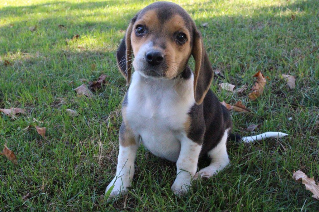 Beagle