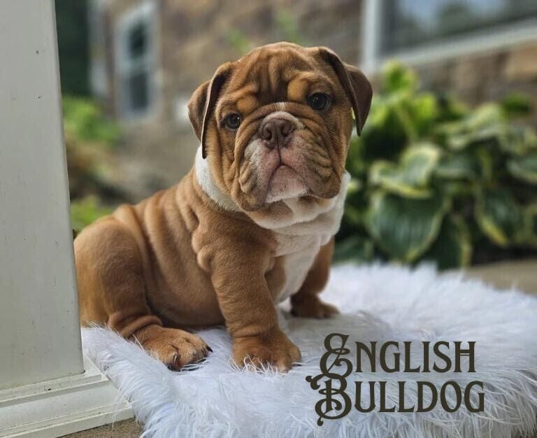 English Bulldog