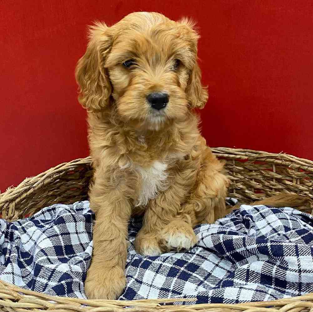 Golden Cavadoodle