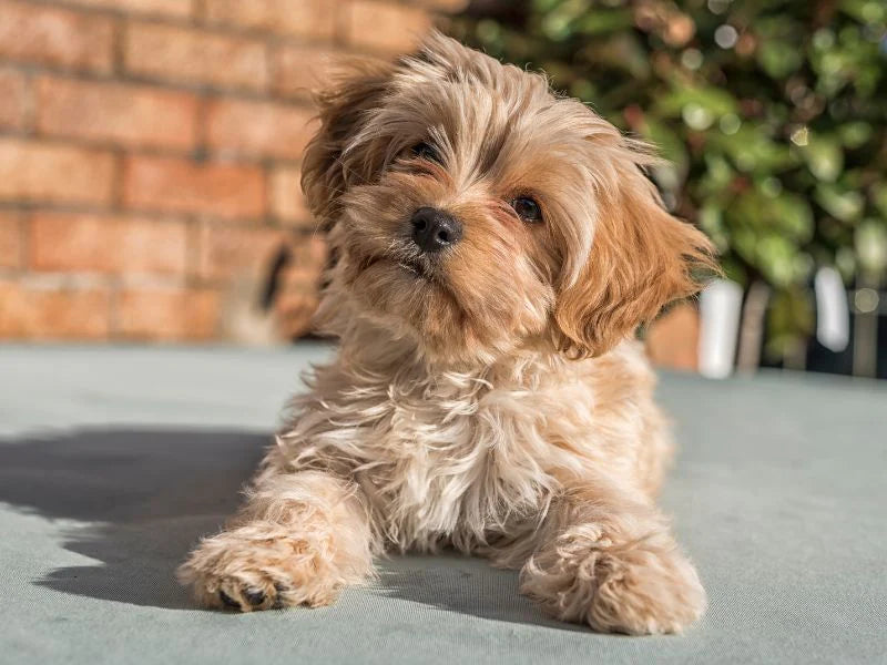 Cavapoochon